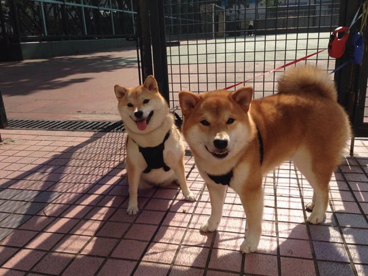 绝杀封盖与致命反击，约基奇关键一攻一防，开拓者掀翻雄鹿诠释何为超级球星时刻